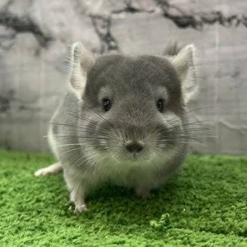 引用した垢にいいのあるかも