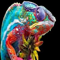 cinzia opezzi (@iamfree_sl) 's Twitter Profile