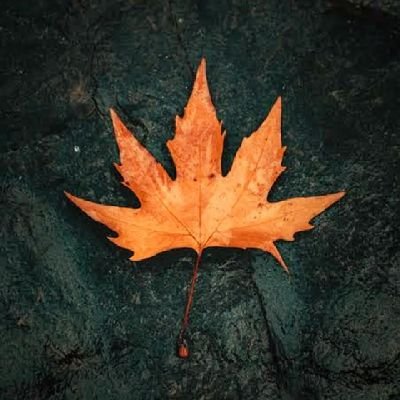 SloveneRoohi's profile picture. You live only once