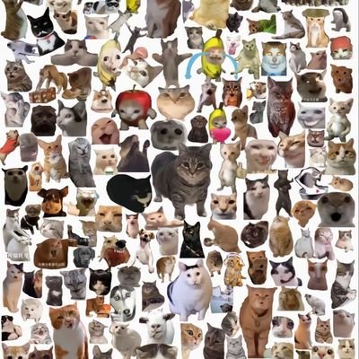 Yixuan_Wang_1's profile picture.