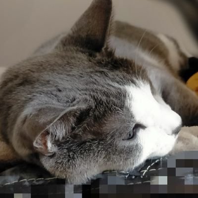 ナリฅ( ˙꒳​˙ ฅ)さんのプロフィール画像