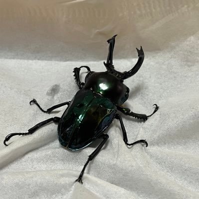 色虫メインの素人ブリーダー虫の好みは黒ゴツいより華奢綺麗 ソメワケ、クレスの繁殖もしています。 たまにクワカブの販売ツイします。