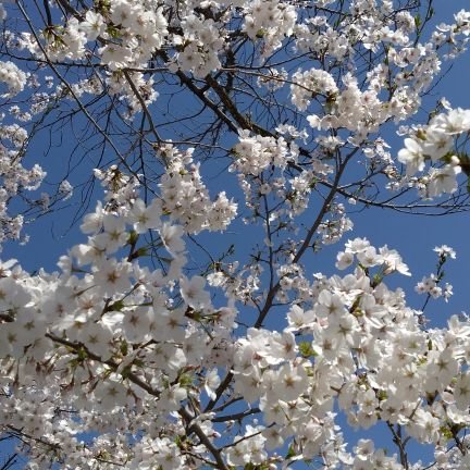 ratsukonaonao's profile picture. 携帯を変えたら、前のアカウントに入れなくなりました💦以前の知り合いの方、またフォローしてもらえたら嬉しいです🙇‍♀️

京都住み。宝塚花組組推し🌸Mrs. GREEN APPLE🍏🎤🎶柚香光さま✨星空美咲ちゃん大好きな9歳娘とミセス大好きな8歳息子がいます🎶
フォローはぜひお気軽に。