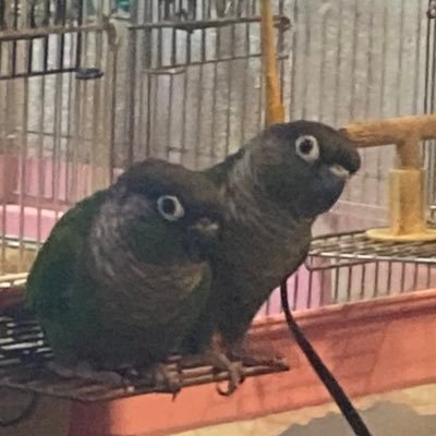 おじさんですー。ギタドラやってます。GWD、DM🥇GF🥈です。 ポケGOバトル14万。捕獲54万くらい。今はなきハーフライフ2サバイバー全国40位。群馬1位でした