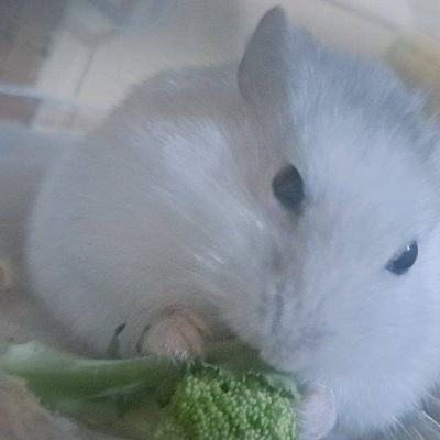 狐白さんのプロフィール画像