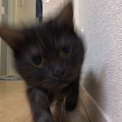 GaspardMail's profile picture. 最近はアドラー心理学と体癖論にハマっています