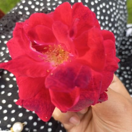 angelnoor103's profile picture. 🇵🇸  Palestine is in our blood 🇵🇰