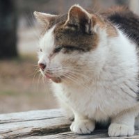 naoki (@ss_photo773) 's Twitter Profile Photo