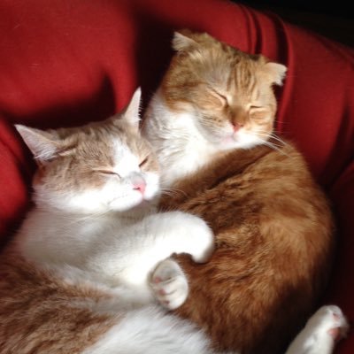 ROKUICHI611's profile picture. スコ♂ろくさんはForever Love🌈❤️ いちはEternal Love🫶カロゼロ同盟会長。猫愛大歓迎。N国は嫌いです。ユーミン大好き元博多っ子で今は泉州っ子。小説・漫画・映画・アニメが趣味な文化系でモンストと𝕏が大好きです。時々ウマーベラスな料理と朝夕の愛猫の写真をポストするのが日記な日課です。