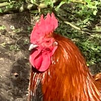 El Diavolo (@neodawnat) 's Twitter Profile