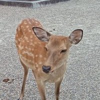 おおまこ (@oomako0202) 's Twitter Profile Photo