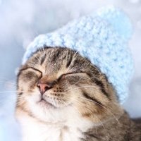 Frosen (@frosen43) 's Twitter Profile Photo