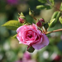 Cheshire Gardens Trust (@chesgdnstrust) 's Twitter Profile Photo Cheshire Gardens Trust (@chesgdnstrust) 's Twitter Profile Photo