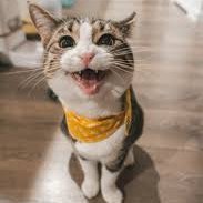 Meow Central (@_meowcentral_) 's Twitter Profile