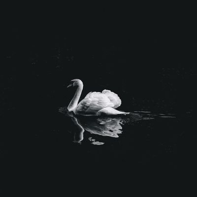 subhankar_org's profile picture. Capturing moments 📸 Crafting stories ✒️

(Tweets and reposts are personal 
and not endorsements)