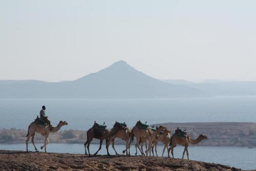 Soc d'elx 🌴🥚🍍