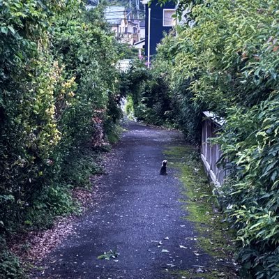 Shi0n3281's profile picture. 02 3/28 ♂ 100ﾏｾﾞﾝｷ乗りながら東京の田舎に潜んでまス 気軽に絡んでください🙇‍♀️