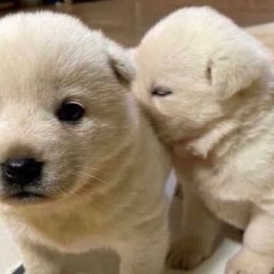 mu_ribo's profile picture. 