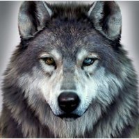 KURTBEY 61.✨ 🐺 (@kurtby61) 's Twitter Profile Photo