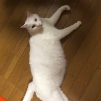たこ (@kbsany712) 's Twitter Profile