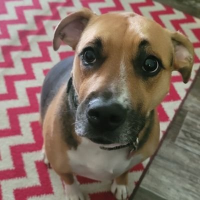 MamiIsMad's profile picture. Trump 2024!