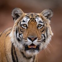 Sri Ranga ಶ್ರೀರಂಗ (@sriranga92) 's Twitter Profile Photo Sri Ranga ಶ್ರೀರಂಗ (@sriranga92) 's Twitter Profile Photo