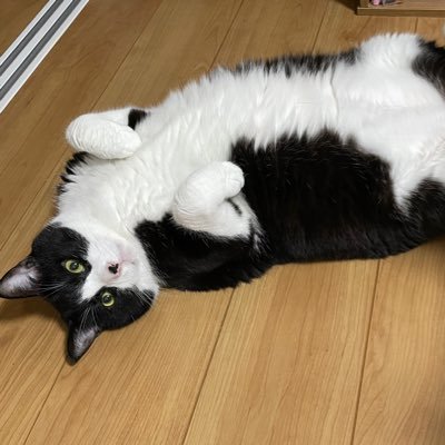 8歳なりたての保護猫兄弟のお兄ちゃん🐱今は病気で垂れ耳になってます💦2025.4月に体調不良、2025.6月~消化器型T細胞性リンパ腫であると判明。2025.7月~小細胞性→中・大細胞に変化の可能性あり。現在闘病中!1人だと心細いのでX始めました。気軽にフォローお願いします✨️