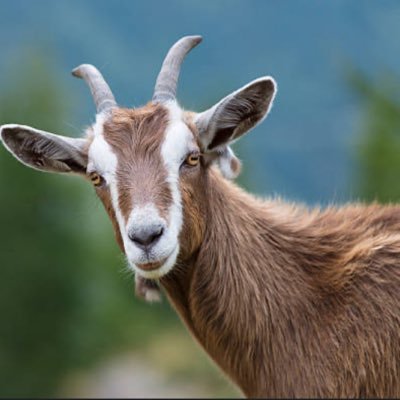 One bakra, unlimited red flags. Mooing through martial law. Not your average bakra, this one bites back. finding under appreciated tweets to show appreciation