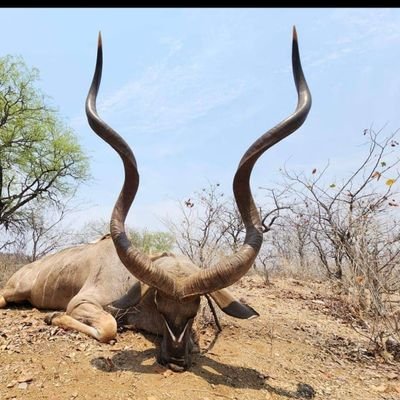 Itu21999236's profile picture. Kwena