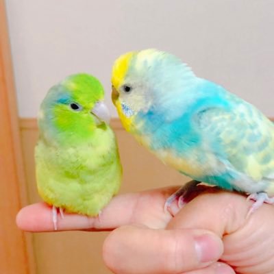 セキセイインコ、マメルリハ、文鳥、オカメインコ、十姉妹、錦華鳥、カノコスズメ、サクラスズメ、コキンチョウと暮らしてます𓇢𓅮 サクラスズメのシマは遠いお空に住んでいます🍒