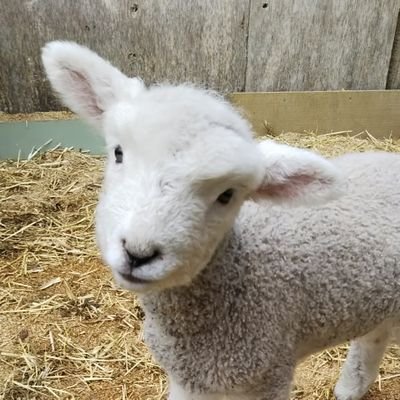 Tatuzecapv's profile picture. i/am 
:p