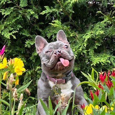 Aveugle_1_Oeil's profile picture. 