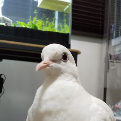 ひろせ🐔🦆🕊🦅🐟🦎さんのプロフィール画像