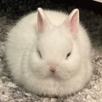 최립우 토끼 (@libunny0102) 's Twitter Profile