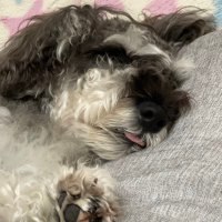 しゅう (@shuuu1120) 's Twitter Profile