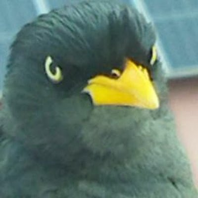 peakahcheu39157's profile picture. 