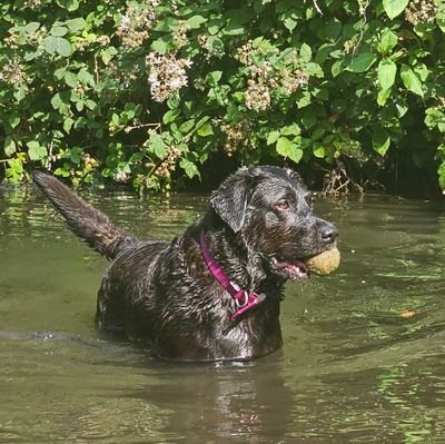 lukeylukey111's profile picture. Hard-working, single Dad to two amazing boys. Curious about Crypto, love a laugh and can't wait until we have a government with morals and integrity