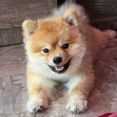 IndyThari's profile picture. อิงล็อตรุ่นแรก/อิงล็อตเท่านั้น
Englot🦕🐰Waratin