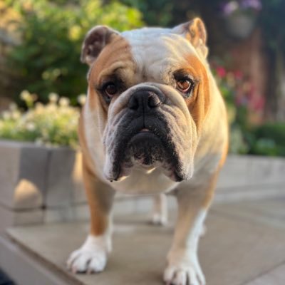 The adventures of Barney the Bulldog | IG: @EnglishBulldogBarney #BarneyTheBulldog | Amazon wish list: https://t.co/PCGR6QSghO