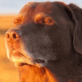 Lord_ofGiraffes's profile picture. If you follow, know that I view NSFW, so please be 18, or older.
Loves: Vtubing, games, art, manga/comics, being dork, women of all types!