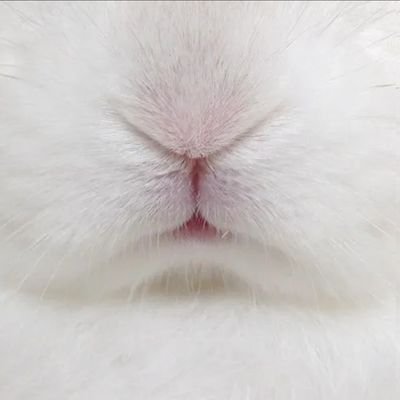 mdwstchcknwnch's profile picture. Collapsitarian. I wish I lacked critical thinking skills. Y'all seem happy.