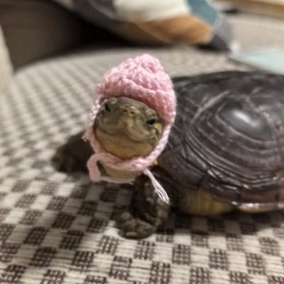 n4turecrea7ure's profile picture. high bpm low iq @47halide