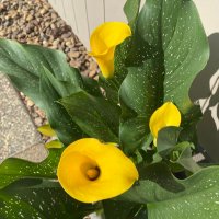 Sylvia (@sylvia61325) 's Twitter Profile Photo