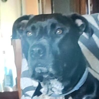 bullcaxo's profile picture. Se venden más periodistas que periódicos.