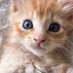Felines,fish and furry friends (@felinesfuries) Twitter profile photo Felines,fish and furry friends (@felinesfuries) Twitter profile photo