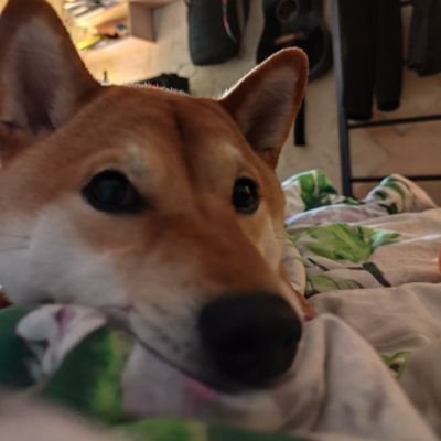 SudoStartMiner's profile picture. Let's make a digital AESA!