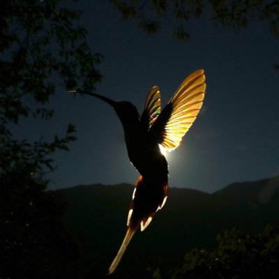 m_0ii's profile picture. 