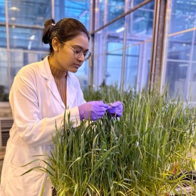 Exploring cereal breeding and genetics🧬I Research Participant 🔬@AgriFoodCanada l🌾@UofAlberta Student l