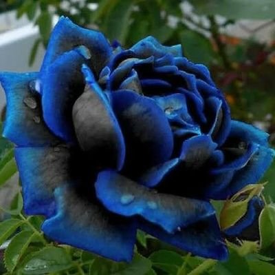 El jardín secreto donde tus fantasías florecen.
Mujeres, hombres y placeres sin juicios. Habitaciones temáticas, noches intensas y atención VIP. 💋