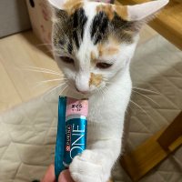 6猫（6匹の保護猫） (@rokunekoneko) 's Twitter Profile Photo
